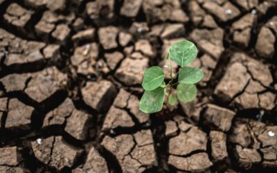 LA DEFORRESTACIÓN EN COLOMBIA PRODECE MÁS EMISIONES DE GASES DE EFECTO INVERNADERO QUE EL SECTOR ELÉCTRICO